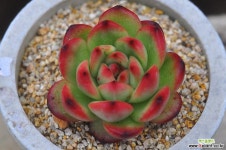 티엠(I014) 다육식물