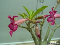 석화 2번-선이장과식물-년중개화-한달 한번 물주세요-동일품배송 공기정화식물