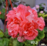 비나+송겨울(제라늄2개) 초본류