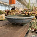 접시분 다육화분