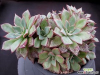 리가 한몸군생 6-747 다육식물