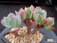 블루스카이 6-749 다육식물