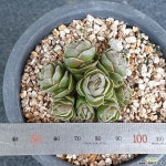 화춘 247 다육식물