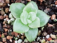 에보니금 다육금