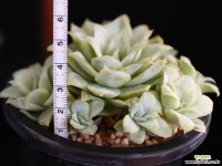 중품 라즈베리아이스금 1 다육금