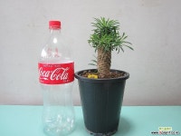 괴마옥,파인애플선인장C751-굵은목대,동일품배송 목본류