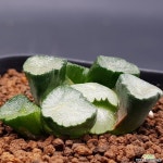 수입) 청루만상 (뿌리무)  0624-98 하월시아