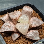 최상품) 핑크수정 뿌리무  0624-102 하월시아