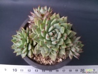 원종자라고사-131 다육식물