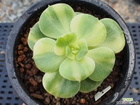 니크셔나금 1 다육금