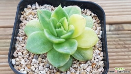 길바금 968 다육금