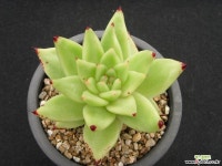 스페인마리아 0625 다육식물