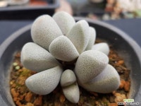 메셈SP군생5902 다육식물