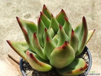 마리아 도플라밍고 0392 0610 다육식물