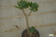 (6月)청솔15 다육식물