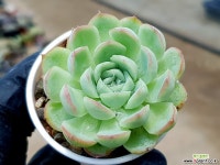 하월야 26- 다육식물