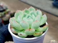 하월야 26- 다육식물