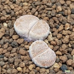 리톱스) 데리컬러핑크  0626-113 리톱스/메셈