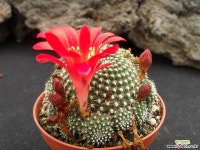 보산 0626 선인장