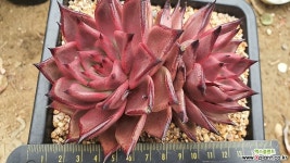 수입 대품시리우스06271 다육식물
