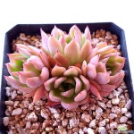 안젤라,8928 다육식물