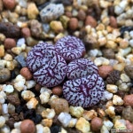 코노피튬-위트버젠스rr714 5두 47 코노피튬