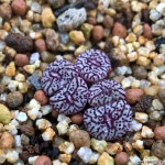 코노피튬-위트버젠스rr714 5두 47 코노피튬