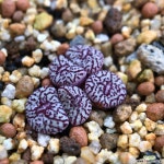 코노피튬-위트버젠스rr714 5두 47 코노피튬