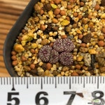 코노피튬-위트버젠스rr714 5두 47 코노피튬