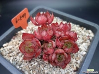 양진 묵은둥이 다육식물