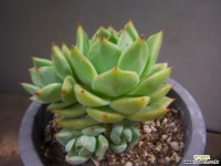 달맞이 627-1049 다육식물