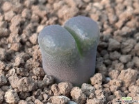 프리드리치에(6948) 코노피튬