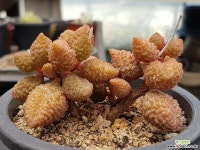 레드헤레이8406 다육식물