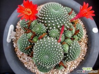 레드파이 6-042 선인장