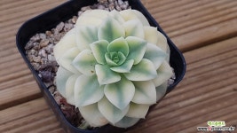 니크셔나금 179 다육금