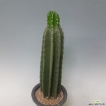 귀면각  65센치내외 공기정화식물