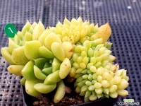 레이첼 다육식물