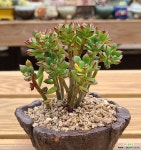 구미리 다육식물