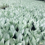 서비내 농장직영 에메랄드빛 문샤인 산세베리아 공기정화식물 공기정화식물