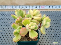 웅동자금 29-171 다육식물