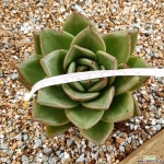 쉘미르 다육식물