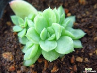 로즈말간07023 다육식물