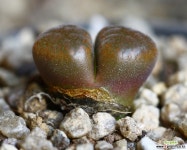 베루코삼-163c.ophthalmophyllum verrucosum 코노피튬