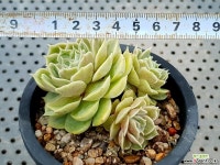 온슬로우 31-117 다육식물