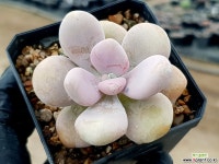 아마조네스 31-228 다육식물