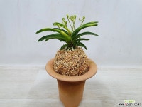 이도설-완성분-정2촉,신아1개 풍란 부귀란(명품관)