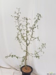 아프리카 식물 코끼리 나무 자빌리      전체 105치 내외,식물만 90센치 내외 목본류