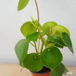 글로리아페페 물방울페페 초본류