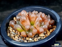 수정군생 46-32 하월시아