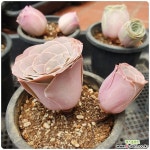 Request-기간티아 엘히어로(요청 우선입니다) 다육식물